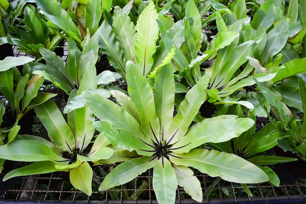 Folhas Verdes Samambaia Ninho Pássaro Jardim Berçário Fundo Planta Fazenda — Fotografia de Stock