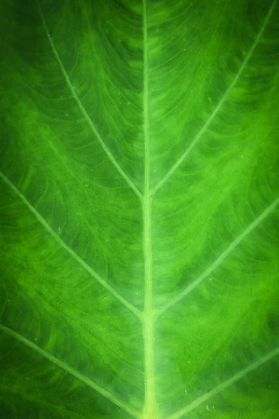 詳細緑葉ニシキイモ クワズイモ Macrorrhizos 葉象耳植物のクローズ アップ — ストック写真