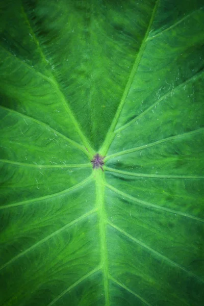 Gros Plan Sur Détail Vert Feuille Caladium Alocasia Macrorrhizos Feuilles — Photo