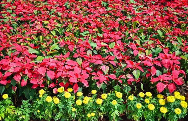 Цветущие Саду Листья Красной Пуансеттии Цветки Рождественской Звезды Желтый Мариголд — стоковое фото
