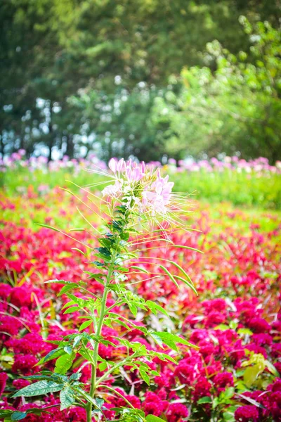 Pók Szép Virág Virág Mező Tavaszi Színes Kertben Cleome Spinosa — Stock Fotó