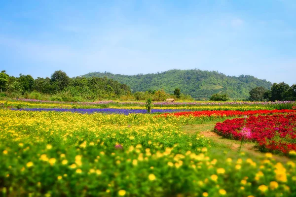 Kolorowy Kwiat Kwitnąć Ogród Pole Wiosną Żółty Nagietek Czerwony Celosia — Zdjęcie stockowe