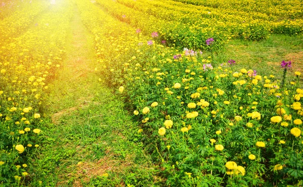 Gelbe Blume Blüte Frühling Sommer Bunt Garten Schöne Ringelblume Blumenfeld — Stockfoto