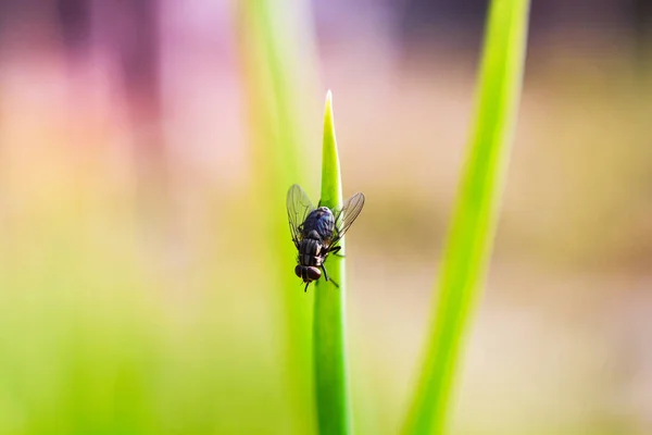 Gros Plan Mouche Des Insectes Sur Les Feuilles Vertes Nature — Photo