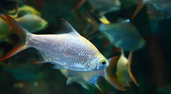 Срібна Барба Або Риба Java Барб Червоний Хвіст Плавання Акваріумі — стокове фото