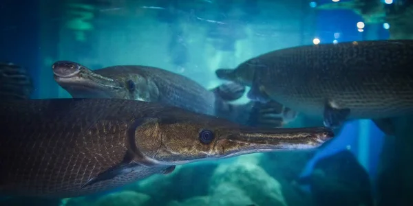 Alligator Gar Fiskar Som Simmar Fisk Tank Undervattensakvarium Atractosteus Spatel — Stockfoto