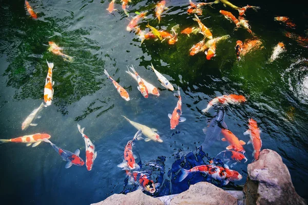 Bunte Phantasie Koi Fische Auf Dem Oberflächenwasser Teichgarten Schwimmende Rote — Stockfoto