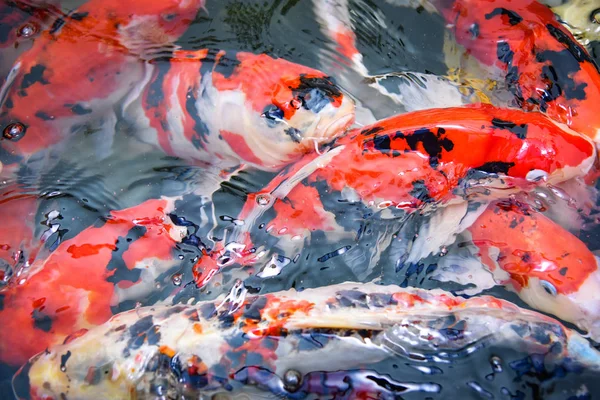 Ikan Koi Yang Berwarna Warni Permukaan Air Laut Ikan Mas — Stok Foto