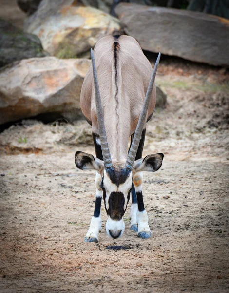 Gemsbok Antilopen Oryx Gazella Dieren Wildlife Zuid Afrika — Stockfoto