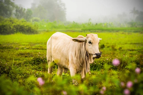 Asia Vaca Pastando Campo Verde Vaca Blanca Comiendo Granja Agrícola — Foto de Stock