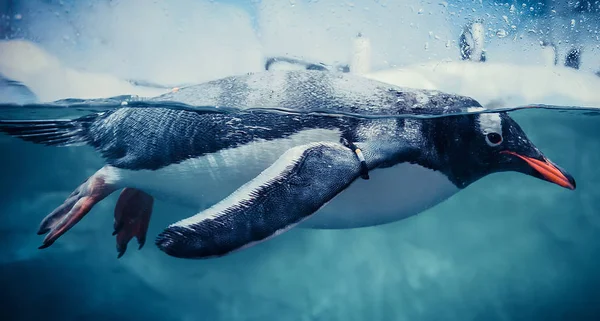 Ezelspinguïn Mariene Leven Onderwater Oceaan Zwemmen Penguin Oppervlak Duik Duik — Stockfoto
