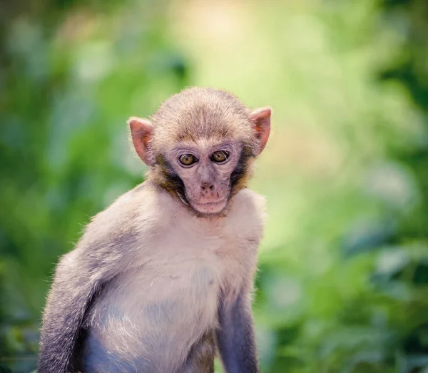Tayland Maymun Doğal Orman Arka Planda Sesi Vintage Yaşıyor — Stok fotoğraf
