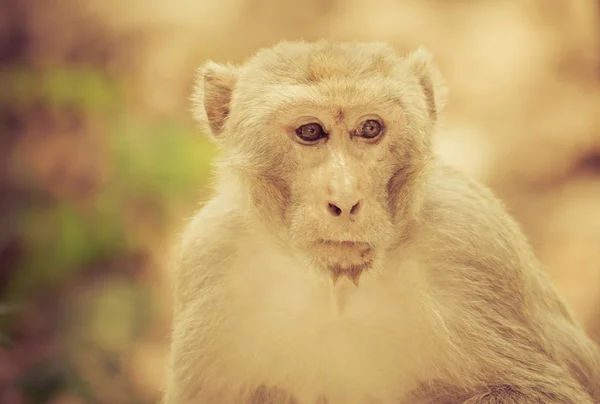 Thailand Monkey Lives Natural Forest Background Tone Vintage — Stock Photo, Image