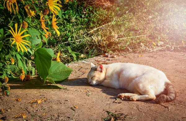 Die Schlafende Katze Entspannt Morgen Auf Dem Zementboden — Stockfoto