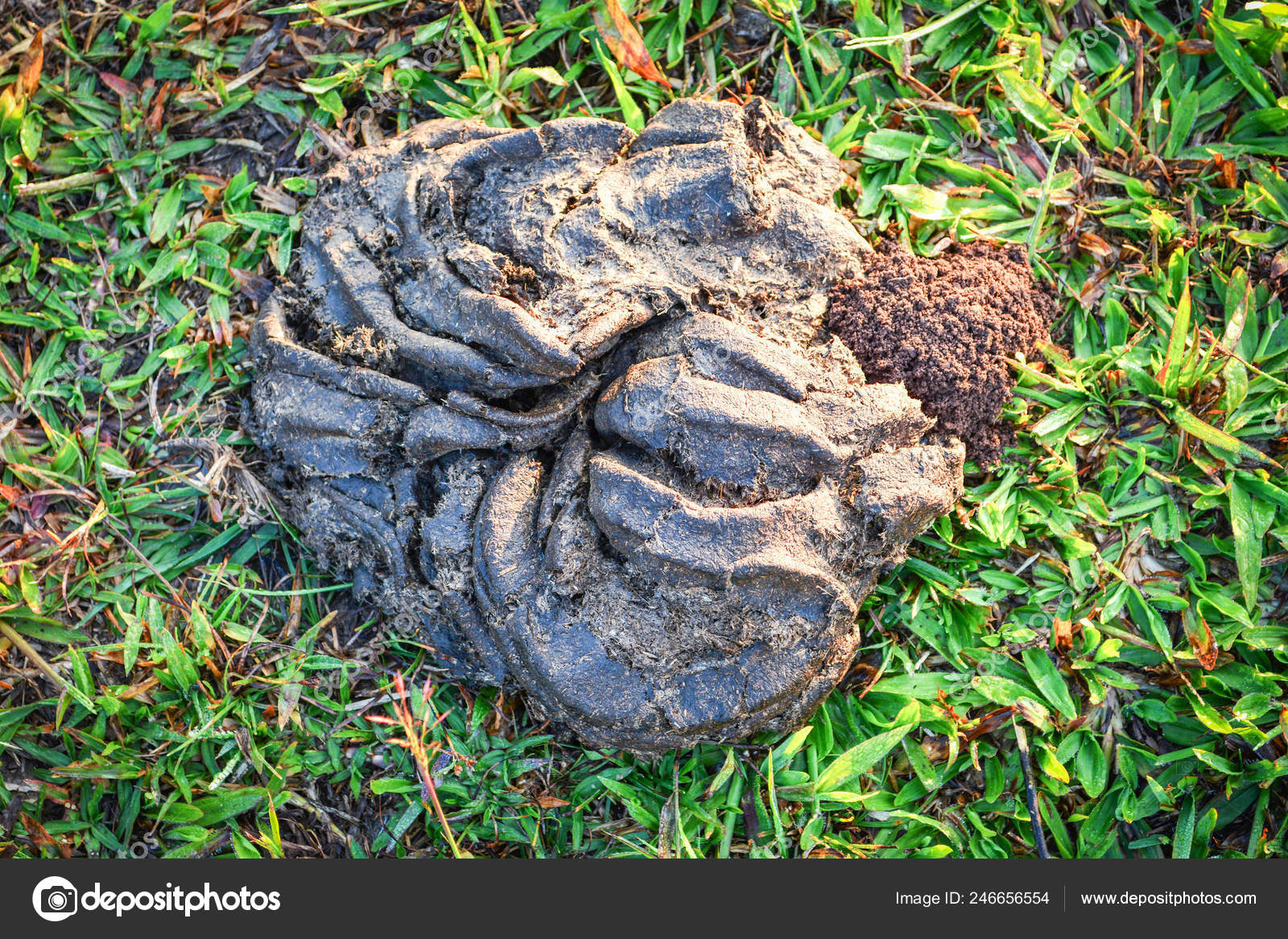 Pile Dried Cow Dung Excrement Green Grass Cow Buffalo Shit Stock Photo C Poringdown Gmail Com Pile Dried Cow Dung Excrement Green Grass Cow Buffalo Shit Stock Photo C Poringdown Gmail Com