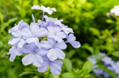 Güzel mor çiçek tropikal Bahçe doğa yeşil yaprak arka planda çiçeklenme 