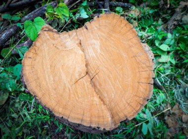 kesilmiş ağaç gövdesi eski ahşap antik soyut doku arka plan çatlamak