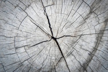 kesilmiş ağaç gövdesi eski ahşap antik soyut doku arka plan çatlamak