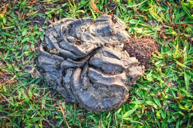 Kurumuş inek gübresi dışkı yeşil çim - inek veya buffalo bok yığını