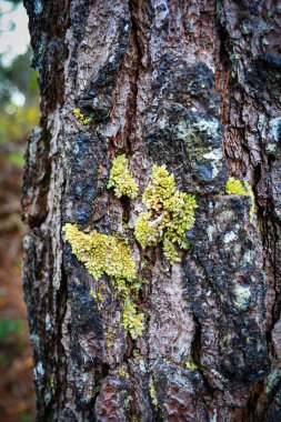 Sarı ve yeşil yosun kabuk ağacı çam doğal orman üzerinde