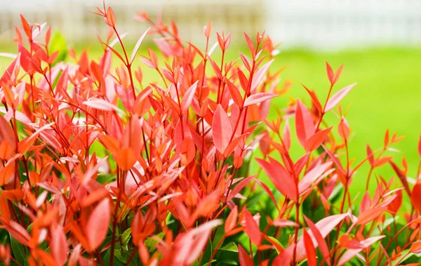 Красивый Красный Лист Растения Syzygium Australe Дерево Christina Весеннем Саду — стоковое фото