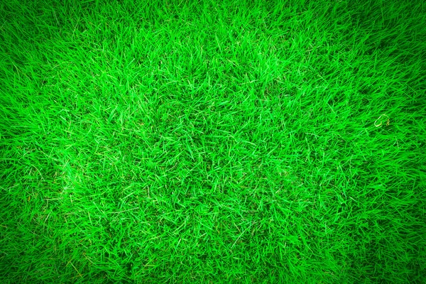 Fresh Green Grass Lawn Meadow Texture Field Background — Stock Photo, Image