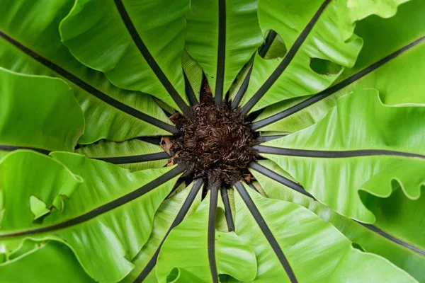 Hermosa Pájaro Nido Helecho Creciendo Naturaleza Fondo Vista Superior Asplenium —  Fotos de Stock