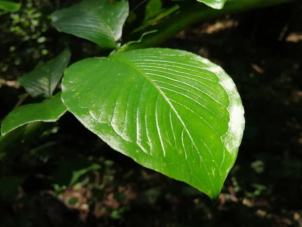 Yağmur Ormanı Tropikal Doğa Koyu Arka Plan Güzel Yeşil Yaprak — Stok fotoğraf