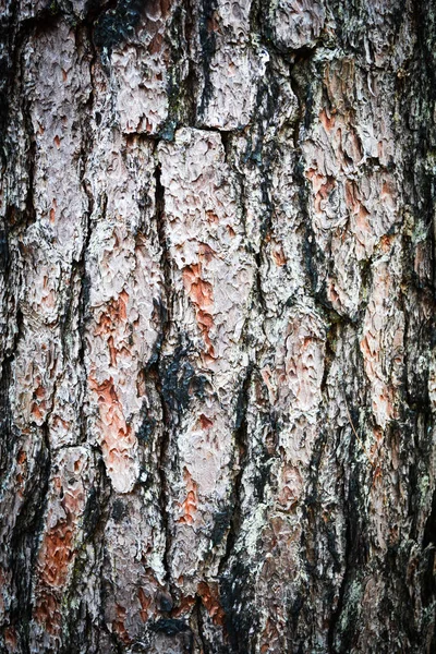 Pine Tree Textury Pozadí Kůry Borovice Vypálení Požár Přírodě Lese — Stock fotografie