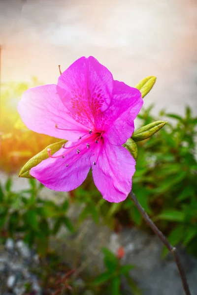 Roze Paarse Azalea Bloem Bloeien Natuur Tuin Rhododendron Ericaceae Bloem — Stockfoto