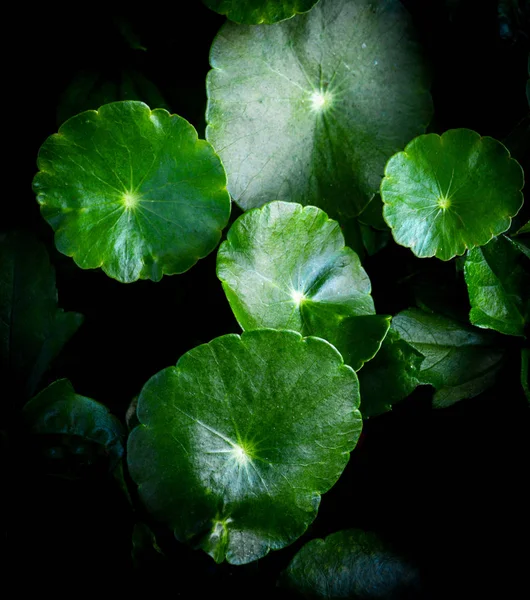 Foglie Asiatiche Verdi Belle Sfondo Scuro Erba Foglia Centella Asiatica — Foto Stock