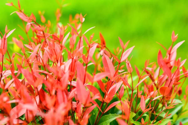 Красивый Красный Лист Растения Syzygium Australe Дерево Christina Весеннем Саду — стоковое фото