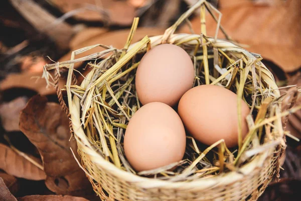 Kippeneieren Mand Nesten Met Droge Herfst Bladeren Achtergrond — Stockfoto