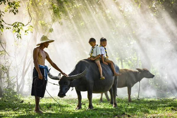 沙孔那空泰国 2018年7月31日 亚洲人农民叔叔与他的水牛水在田间农村和孩子男孩坐在水牛生活的孩子农村人的背上 — 图库照片