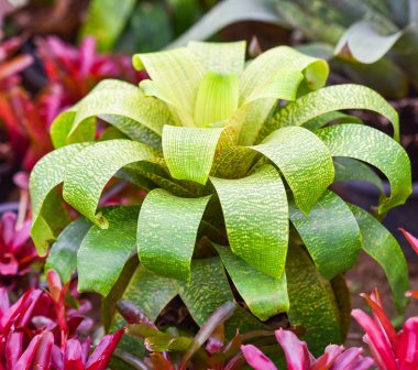 Bromeliad green leaves large garden colorful of striped bromelia clipart