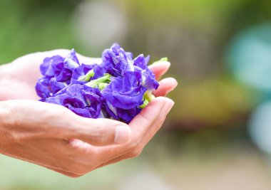 Clitoria ternatea çiçek elinde mor / diğer adları pigeonwing