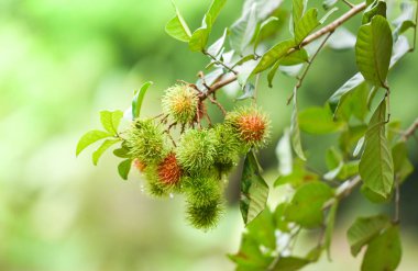 Taze rambutan meyve üzerinde yeşil yaprakları ile ağaç şube büyüyor