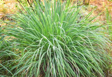 Yemek için bir bahçe çiftlikte büyüyen ağaç bitki Limon otu