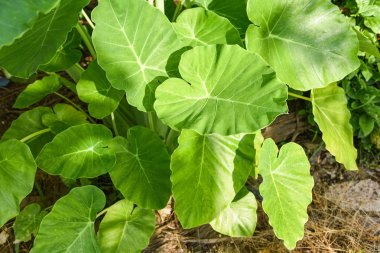 Taro yaprak yeşil bitkiler su otlar tropikal ormanda / kulak el