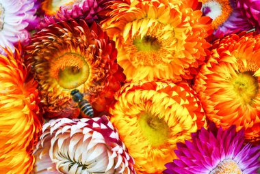 sonsuz çiçek doku arka plan / buket renkli hasır f