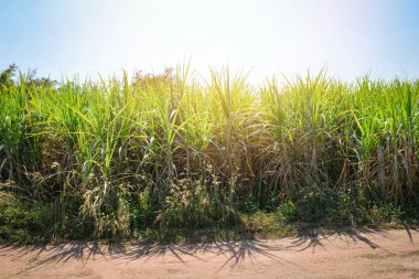 Şeker kamışı ağaç ekimi çiftlik ve yeşil yaprakları tarım ası