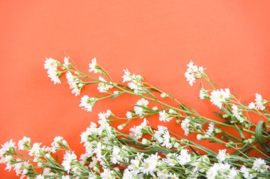 Turuncu zemin üzerine çiçek açan beyaz kesici çiçek 