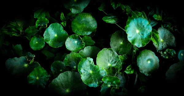Taze yeşil ot Asya Pennywort karanlık sırt üstü güzel yaprakları — Stok fotoğraf