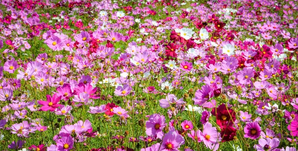 Rosa und weiße Kosmos Feld schöne Frühlingsblumen Garten blos — Stockfoto