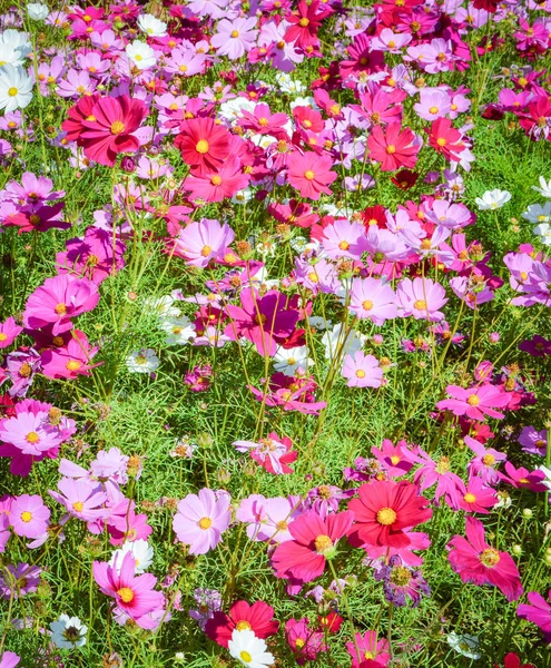 Rosa und weiße Kosmos Feld schöne Frühlingsblumen Garten blos — Stockfoto