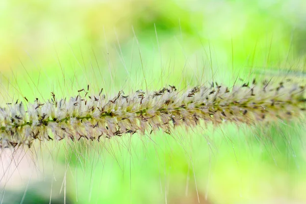 Close-up missie gras bloem detail over aard op groen vervagen bac — Stockfoto