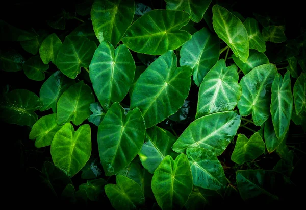 Caladium bicolor grünes Taroblatt Araceae / grüne Pflanzen wässern wir — Stockfoto