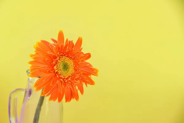 Oranje gerbera daisy bloem in glazen pot samenstelling op gele b — Stockfoto