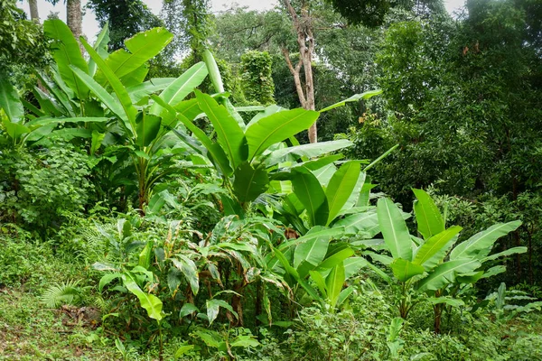 Jungle plante tropicale avec buisson de bananier et feuilles vertes — Photo