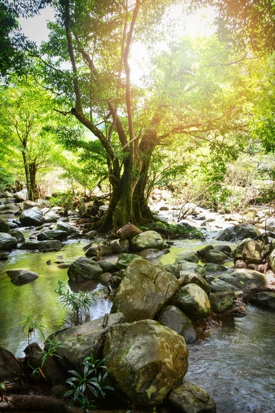 River stream landscape waterfall green forest nature jungle on t